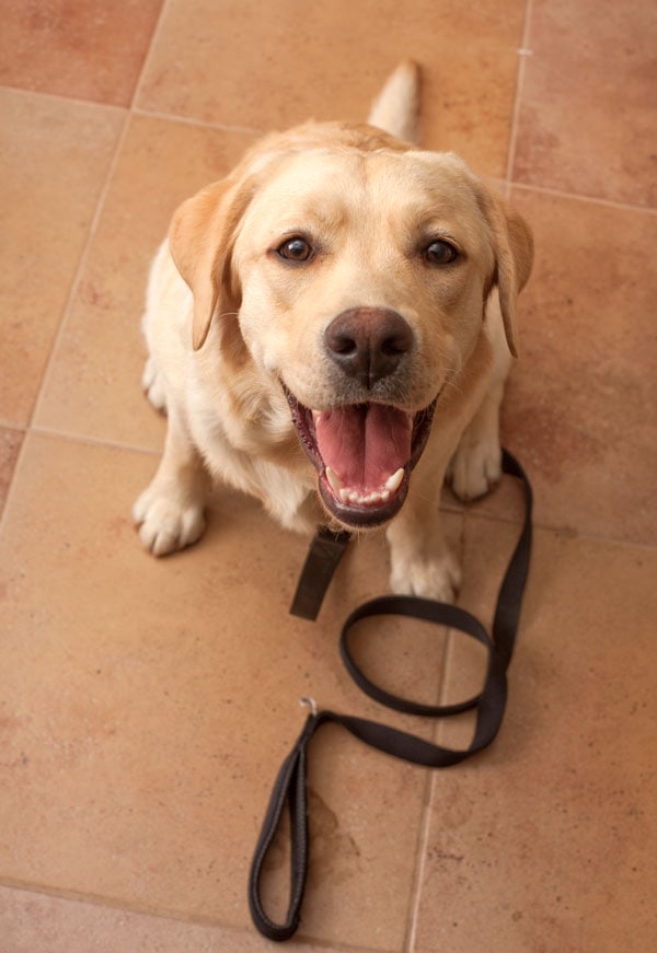 Dog with leash looking up at camera