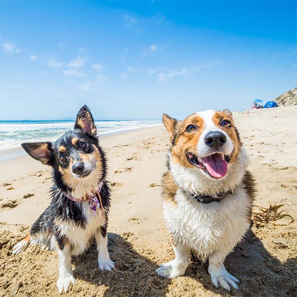 Two dogs in the sand by the Waterfront Beach Resort