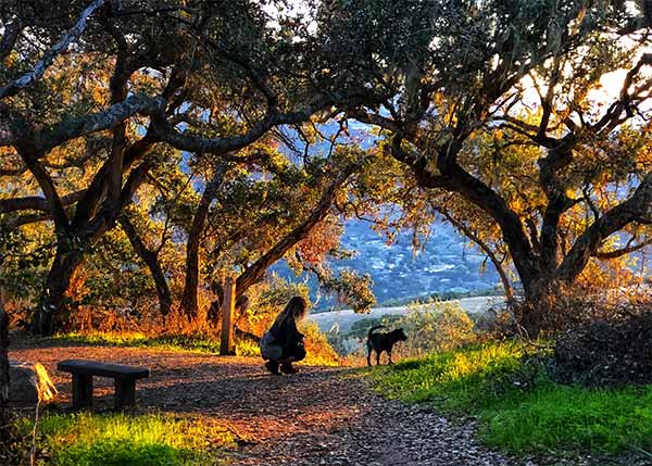 Aria dog on an adventure in beautiful tree-lined park