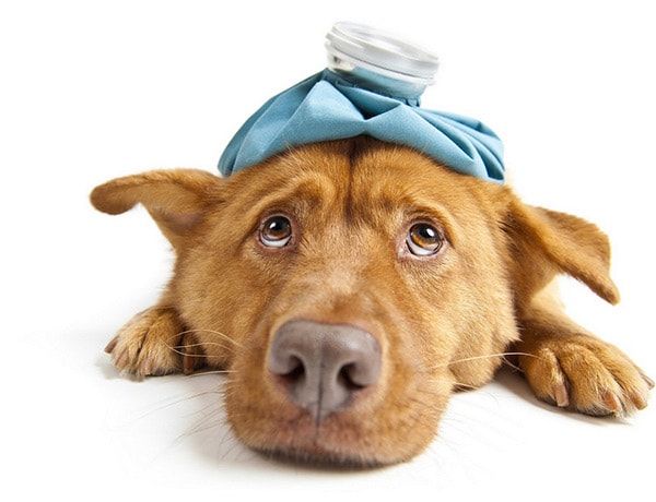 Dog with hot water bottle on head