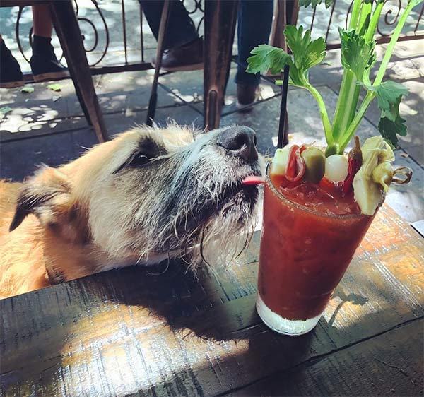 Dog at a restaurant in Oakland