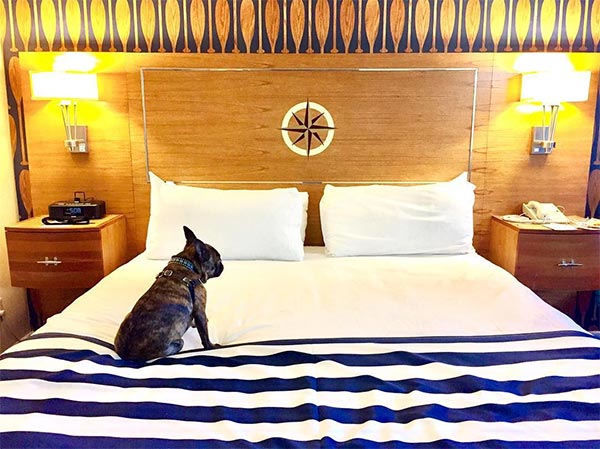 Dog enjoying sleeping on hotel bed