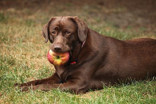 Dog lying down on green grass