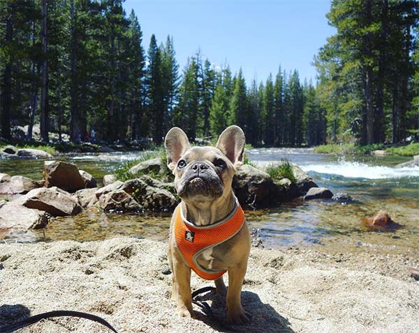 Dog at Yosemite West entrance in Mariposa County