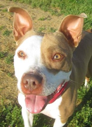 Cute brown and white dog at the Sacramento SPCA