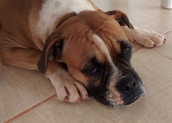 Sand looking dog with head down