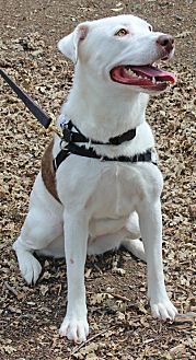 White dog on leash at Tony La Russa's Animal Rescue Founcation