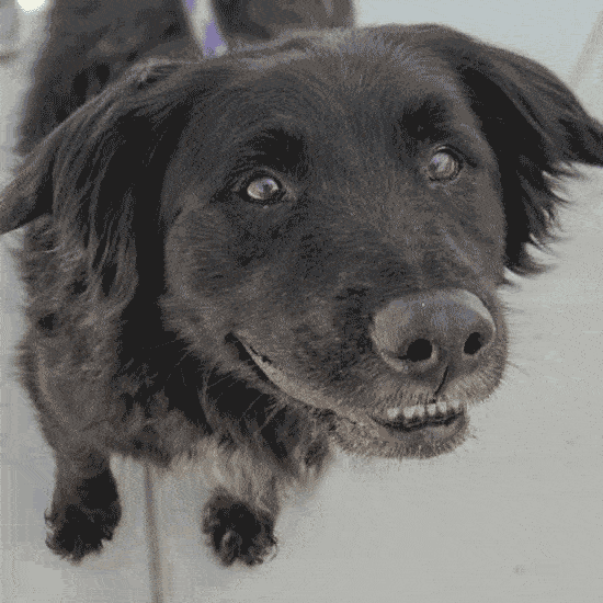 Black dog at Helen Woodward Animal Center