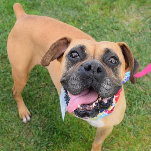 Happy dog at California Labradors, Retrievers and More Rescue