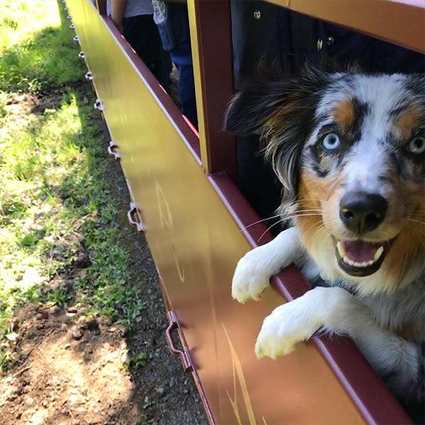 Dog on a choo choo train