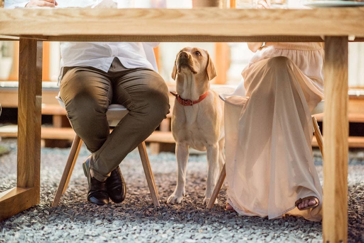 Hungry dog waiting for food under outdoor table