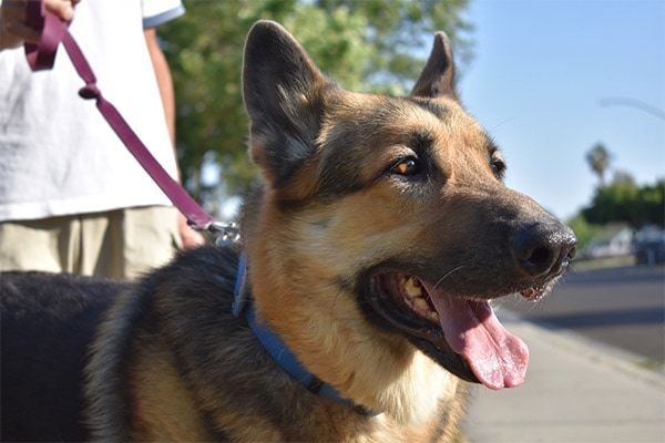 German Shepherd from Bay Area German Shepherd Rescue