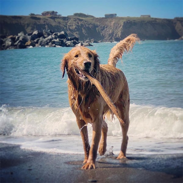 Dog running in the waves at Noyo Beach in Mendocino County