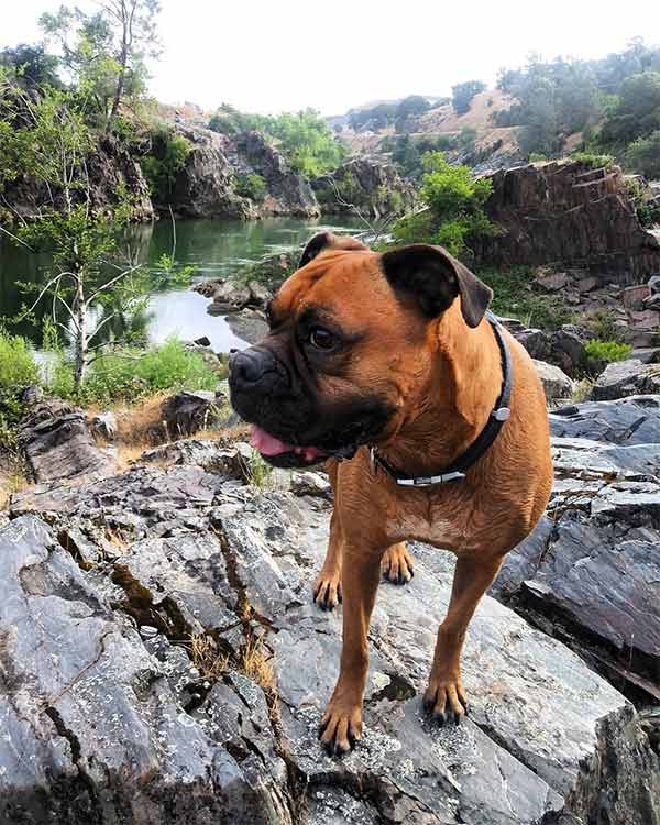 dog along river in Folsom