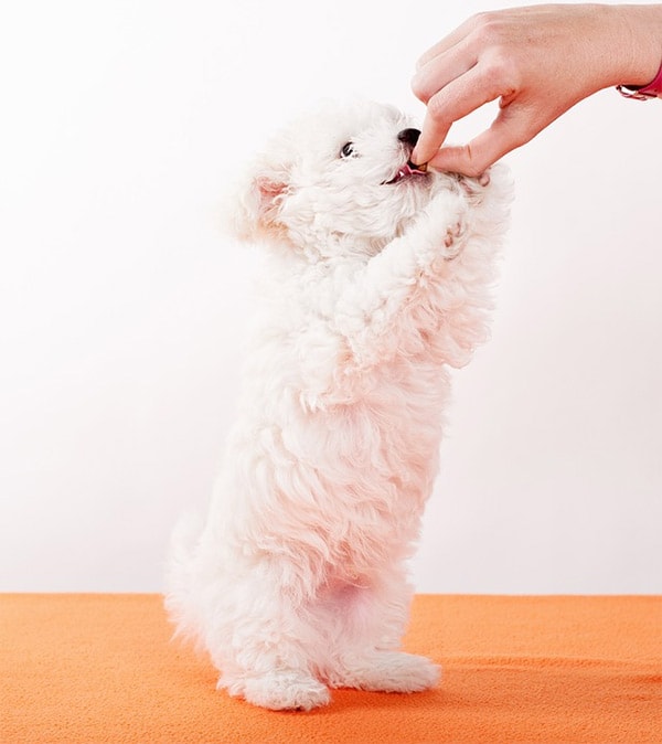 Dog being given a pill