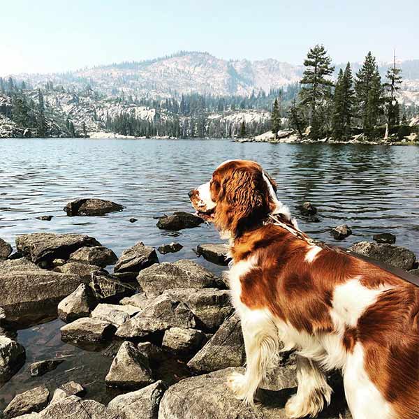 Brown and white dog by a dog-friendly cabin