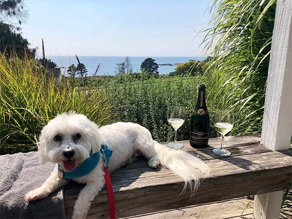 White fluffly dog at a hotel on the deck