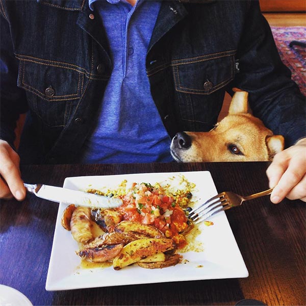 Dog at restaurant near the sea