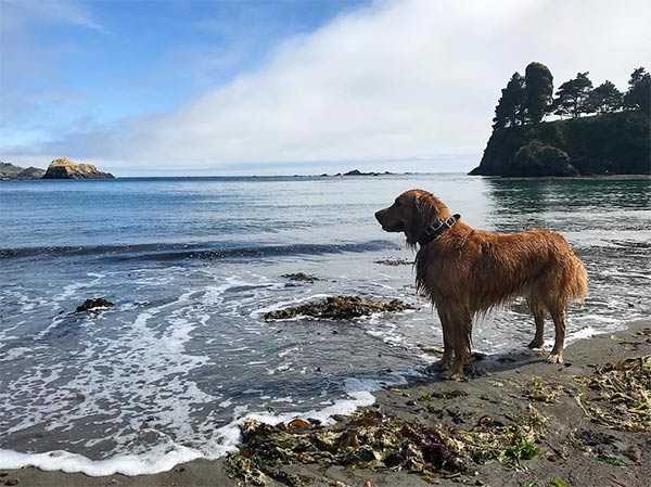 Dog on the edge of the beach getting splashed by the ocean