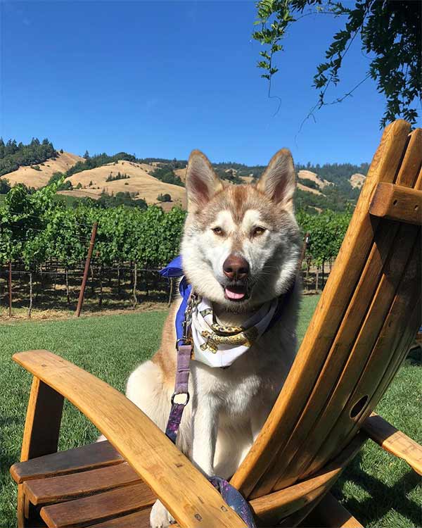 Dog on a chair at a dog-friendly Mendocino County winery