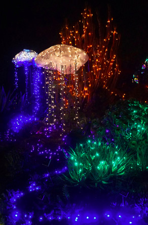 Festival of Lights at Mendocino Botanical Gardens