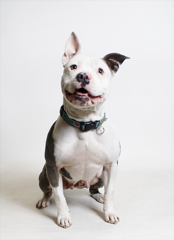 White dog at the Humane Society of Truckee-Tahoe