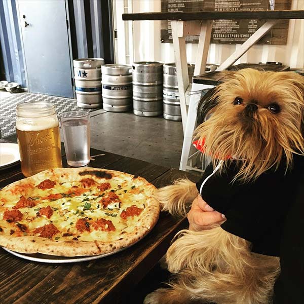 Dog trying to get to a piece of pizza