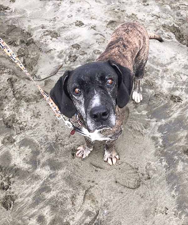 Dog at Family Dog Rescue event