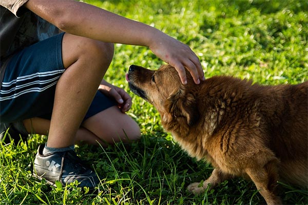 Man petting a dog illustrating what to do you find a lost dog