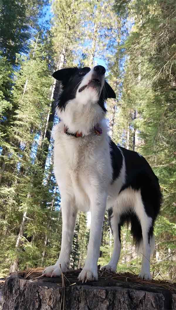 Dog sniffing the air in Shasta Cascade