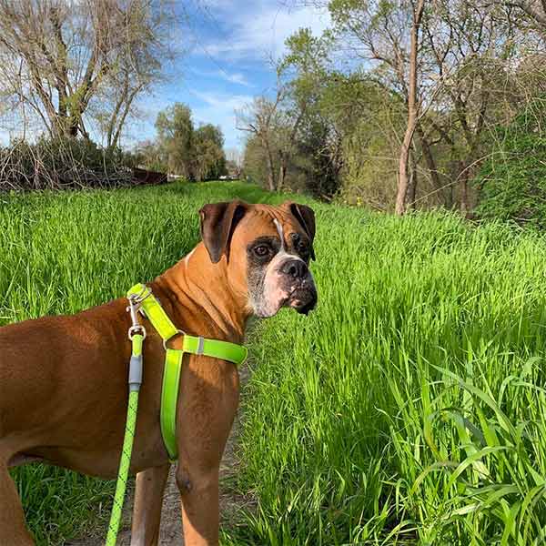 Dog on beautiful trail in Pleasant Hill