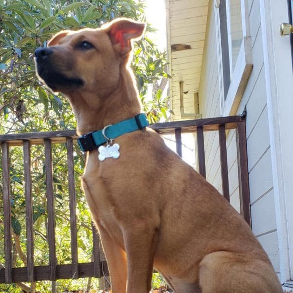 Dog at the Contra Costa Humane Society