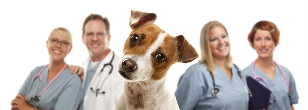 Dog waiting for a vet appointment