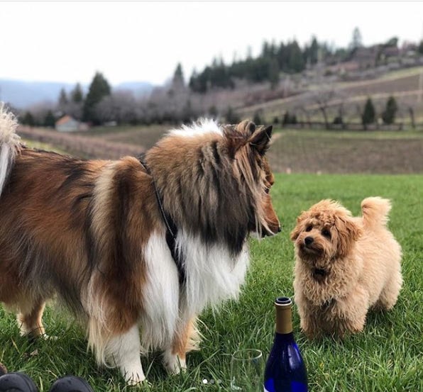 Collie and small dog in El Dorado County