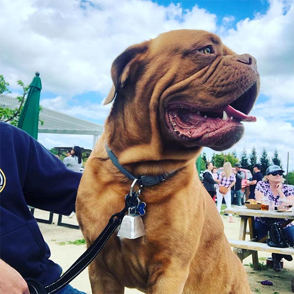 Big dog with wrinkles in Placer County