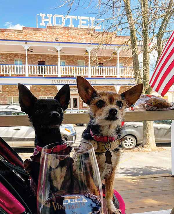 Two dogs on boat launch in Tuolumne County