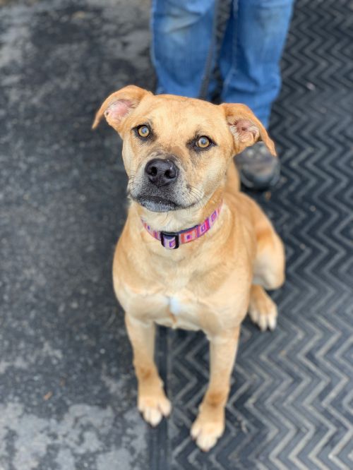 Dog at the Friends of the Animal Community event