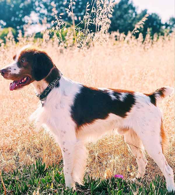 Dog illustrating a foxtail story