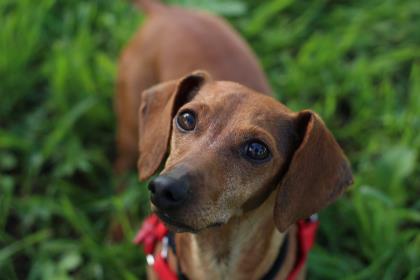 Dog at the Santa Cruz SPCA adoption event