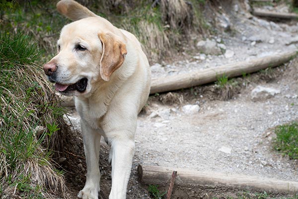 Dog on a trail that could be dangerous if not being careful