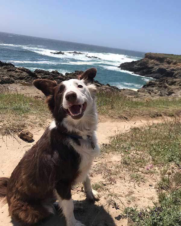 Dog in Mendocino Village