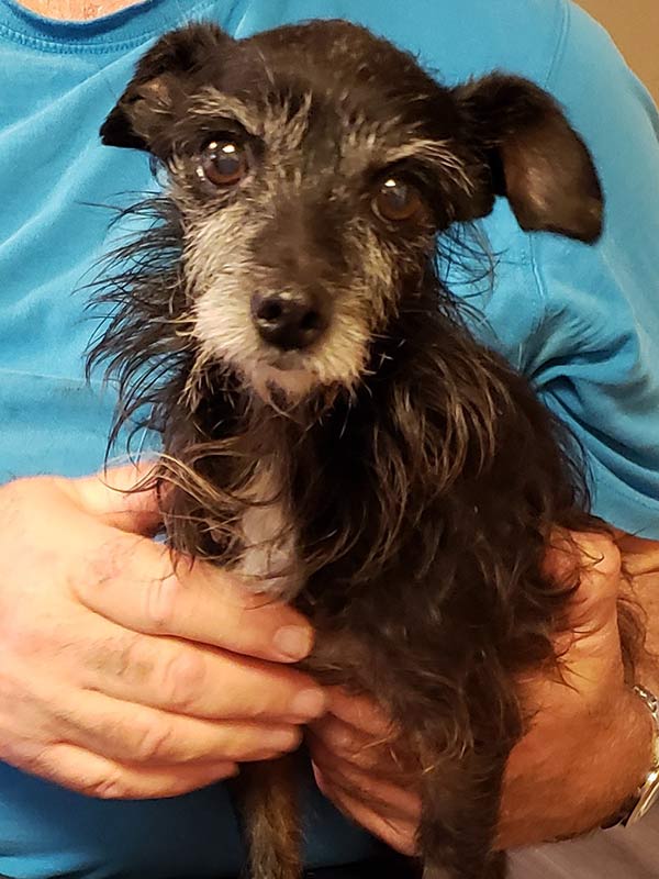 Person holding dog at  Tri-Valley animal rescue