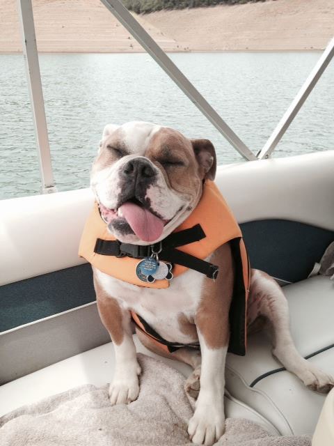 Dog on a Shasta Cascade houseboat