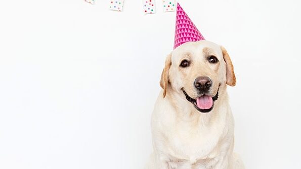 White dog with party hat on