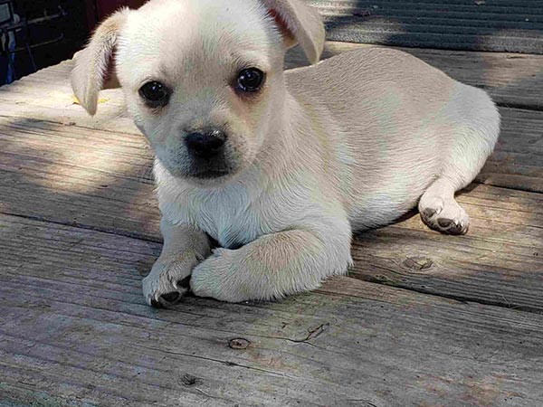 Little white mix dog