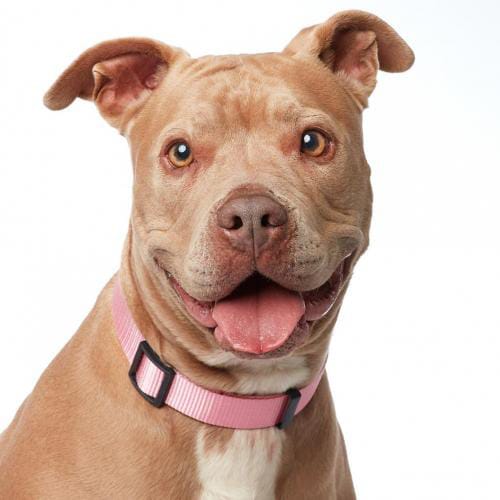 Cute brown dog on white bakground