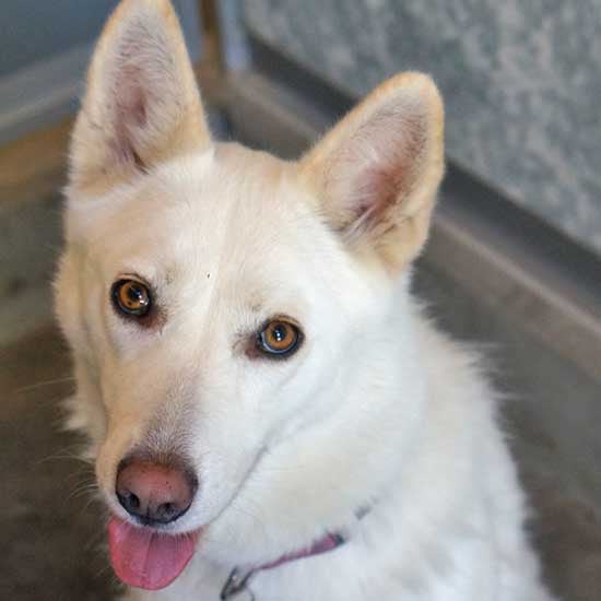 Beautiful large white dog