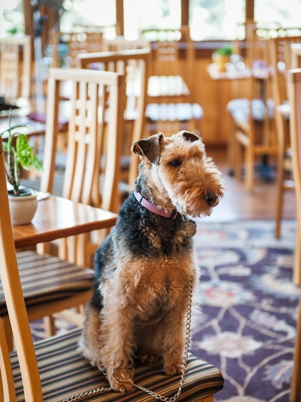 Dog at the Ravens Restaurant at the Stanford Inn