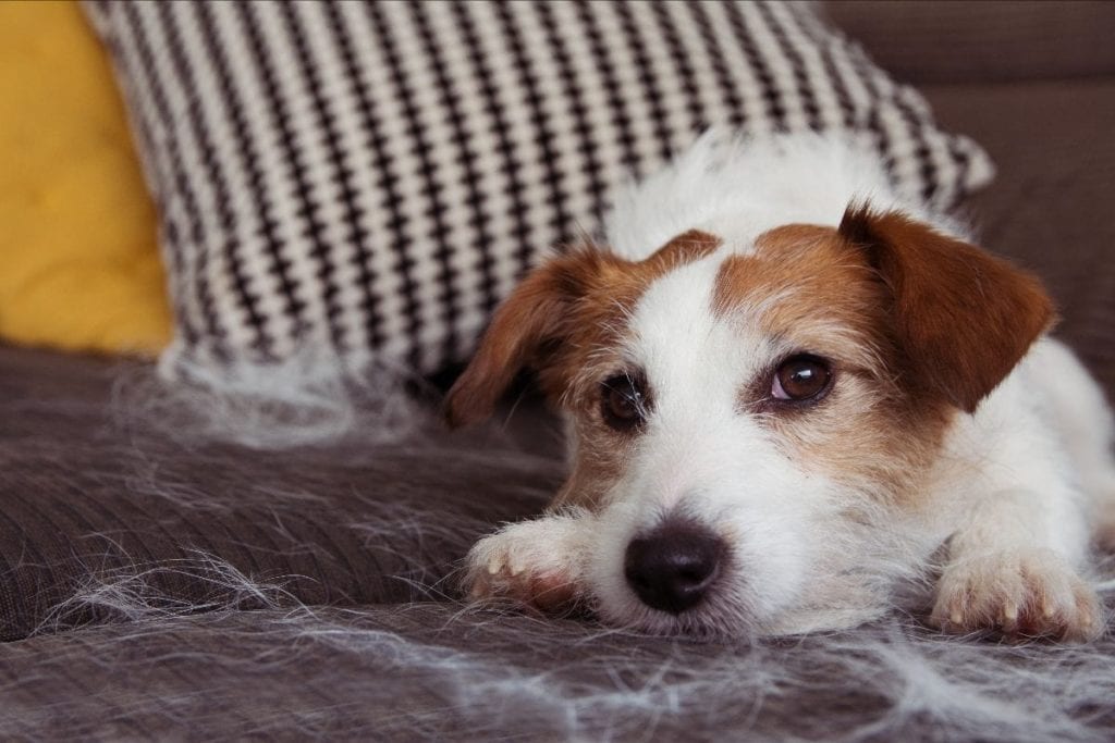 brown and white dog