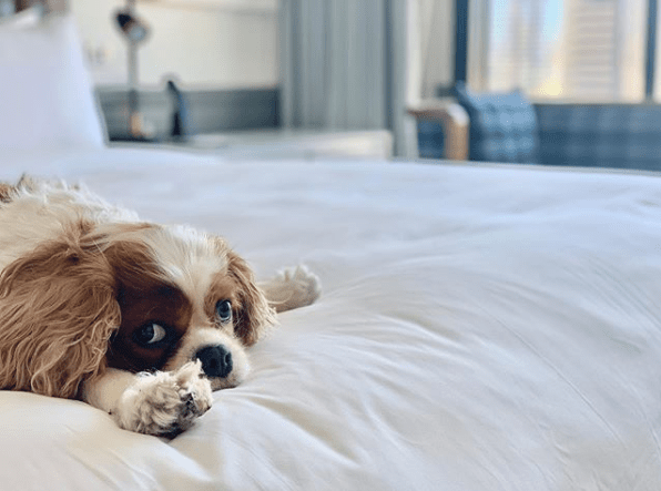 Small dog on the bed in San Diego